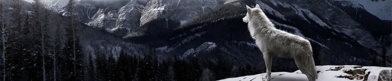 winter sale 2016